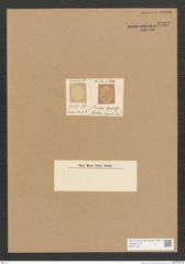Diatomeae indet. Zeichnungen Sammlung Grunow Nr. 3747 (NHMW-BOT-W0371393)